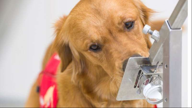  Os cães sendo testados são labradores e cocker spaniels 