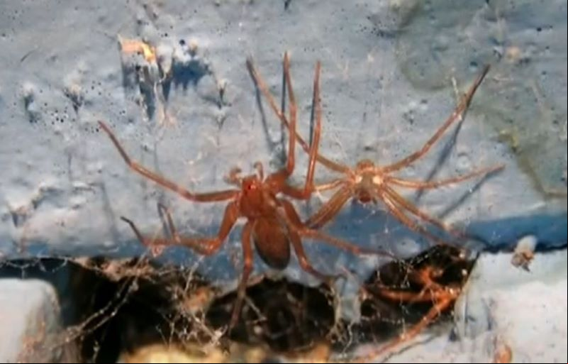 Infectologista alerta para cuidados com picadas de aranha-marrom em Alagoas